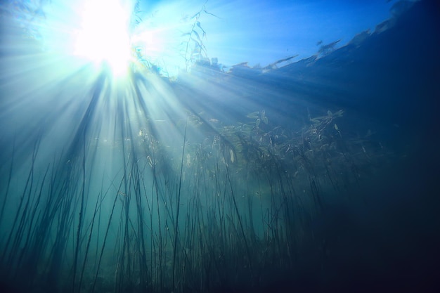 Foto fondo del lago agua bajo el agua resumen / agua dulce fondo de buceo naturaleza fondo del ecosistema submarino