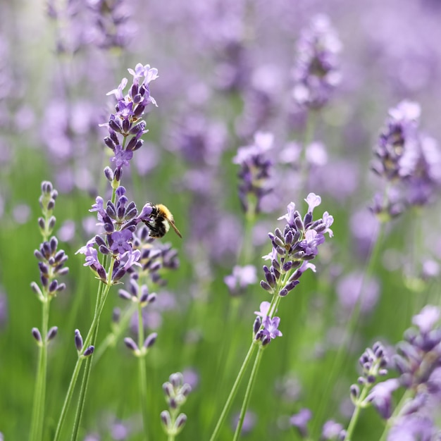 Fondo de lavanda púrpura con abeja obrera en el jardín