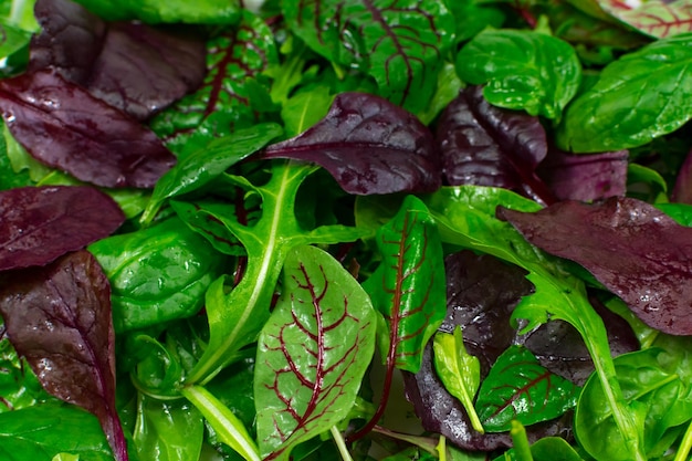 Fondo de lechuga Jugosas hojas de lechuga verde y roja fresca primer plano Fondo de hojas verdes Dieta comida saludable