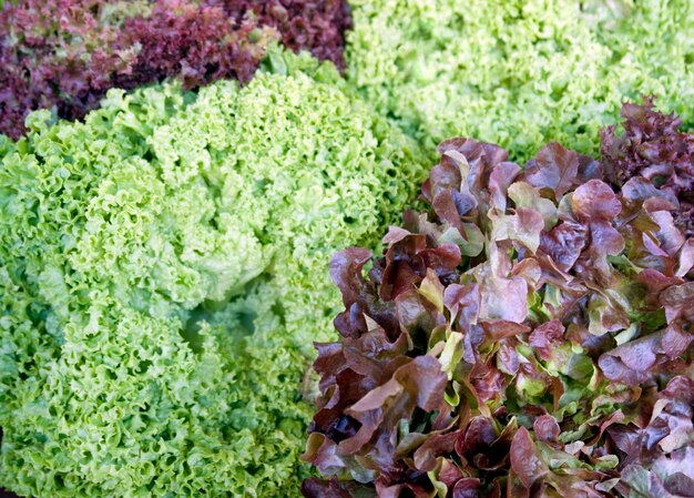 fondo de lechuga roja y verde