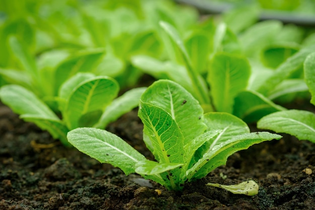 Fondo de lechuga con tecnología inteligente y conceptos naturales El Internet de las cosas y la agricultura del futuro Informe de análisis de agua ligera y productos