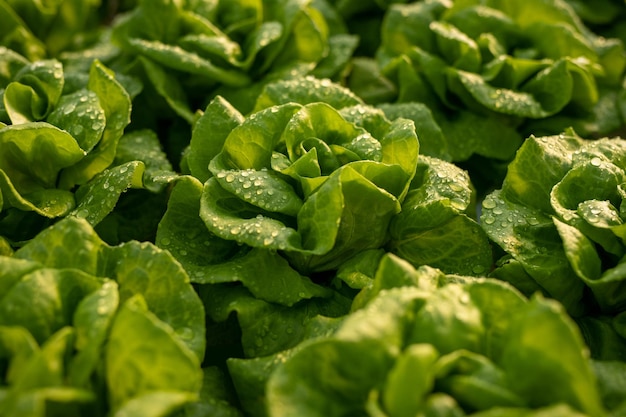 Fondo de lechuga verde en invernadero