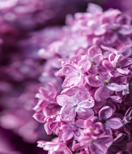 Fondo lila Púrpura lila flores primavera flor fondo