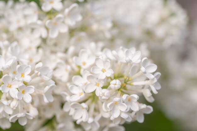 Foto fondo de lilas blancas