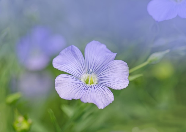 Fondo de lino azul salvaje Floración de campo de lino