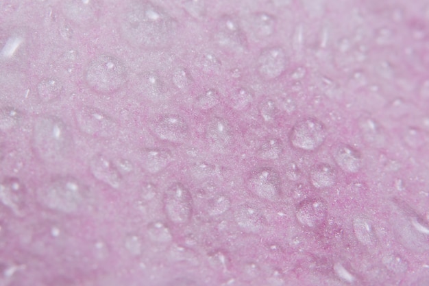 El fondo macro, agua cae en los pétalos rosados ​​de la flor.