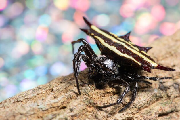 Fondo macro araña