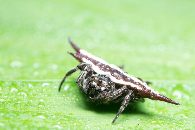 Fondo macro araña