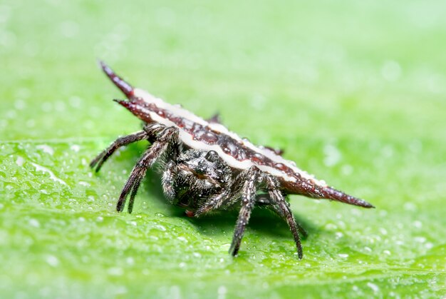 Fondo macro araña