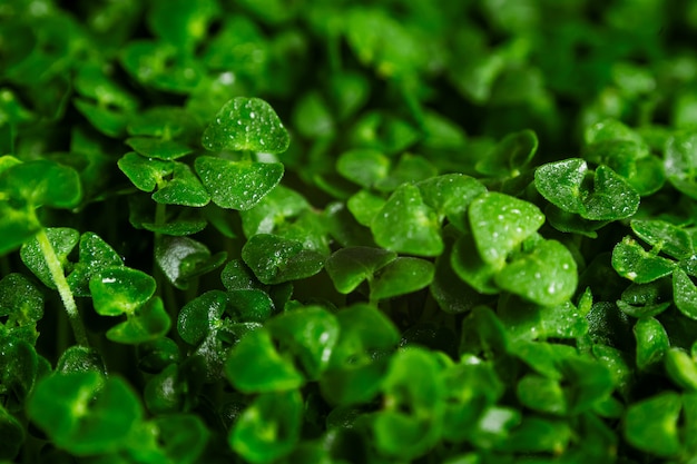 Fondo de macro de brotes de chía verde