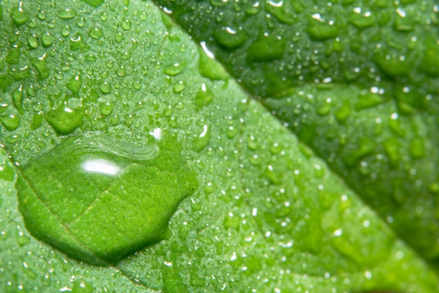 Fondo macro cae sobre hojas verdes