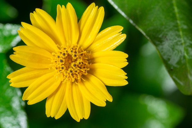 Fondo macro flor amarilla