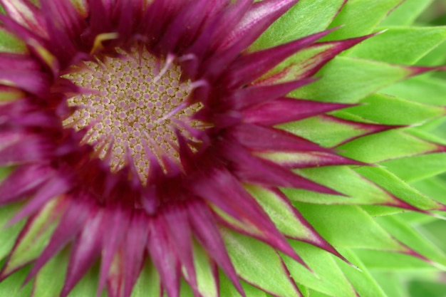 Fondo de macro de flor de cardo mariano