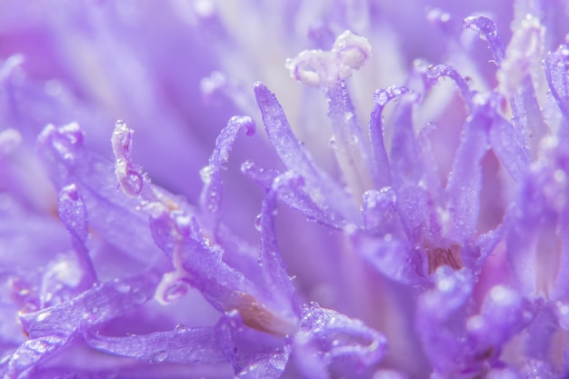 Fondo macro flor morada