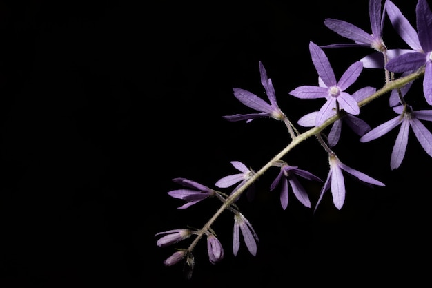 Fondo macro flor morada