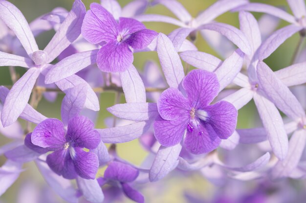 Fondo macro flor morada