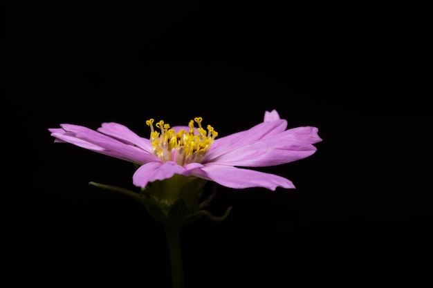 Fondo macro de flor rosa