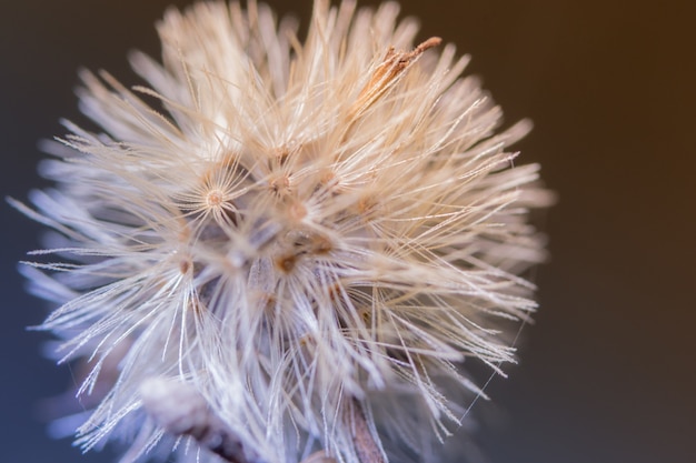 Foto fondo macro flor silvestre