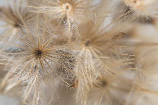 Fondo macro flor silvestre