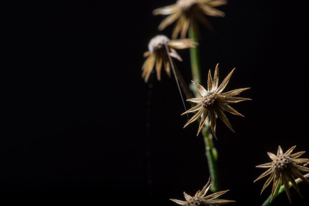 Fondo macro flor silvestre