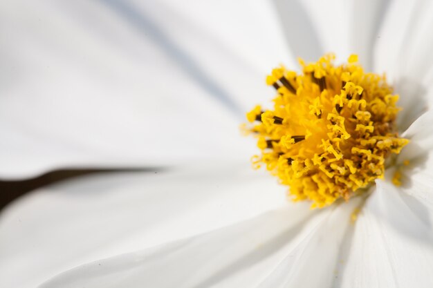 Fondo de macro flor