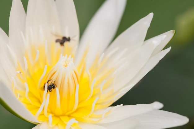 Fondo de macro flor