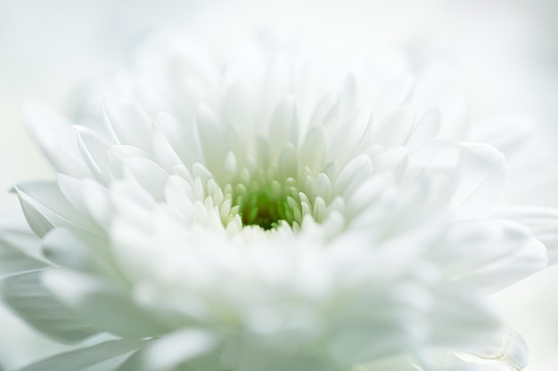 Fondo macro de flores blancas, hermoso fondo de flores blancas, pétalos de flores blancas de cerca