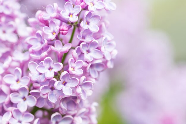 Fondo de macro de flores lila púrpura