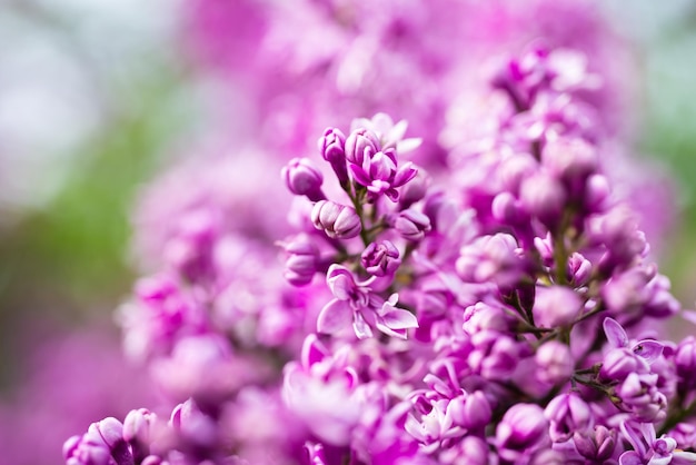 Fondo de macro de flores lila púrpura