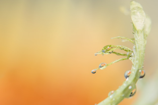 Fondo macro gotas de agua en los pétalos