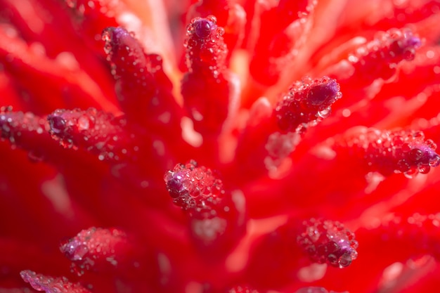 Fondo macro, gotas de agua sobre flores rosadas