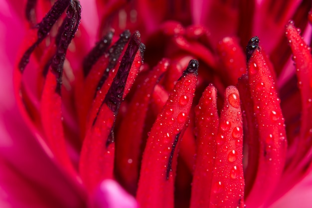 Fondo macro de gotas de agua sobre loto rojo