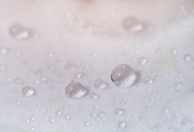 Fondo macro de gotas de agua sobre pétalos de rosa