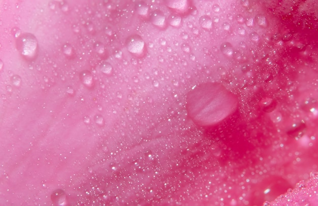 Foto fondo macro de gotas de agua sobre pétalos de rosa