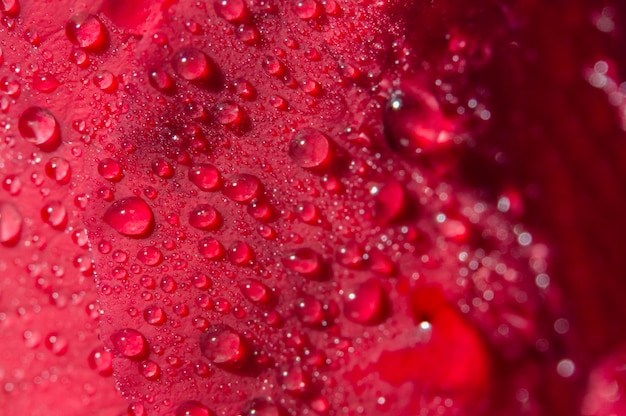 Fondo macro de gotas de agua sobre rosas rojas