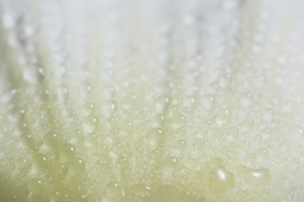 Fondo macro en pétalos de flores de agua