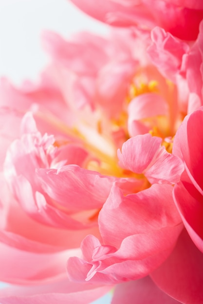 Fondo de macro de pétalos de flores de peonía rosa