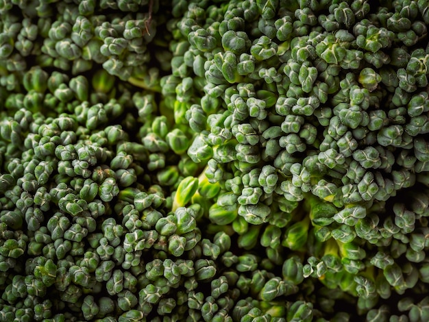 Fondo macro de repollo de brócoli de pequeñas hojas verdes de repollo de brócoli