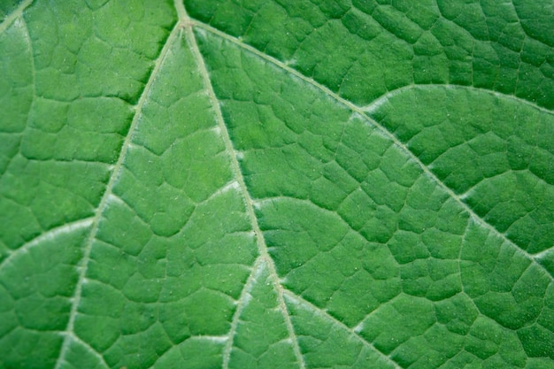 Fondo de macro de textura de hoja verde fresca de hoja de cerca