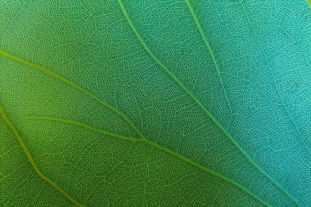 Fondo macro de textura de hoja verde