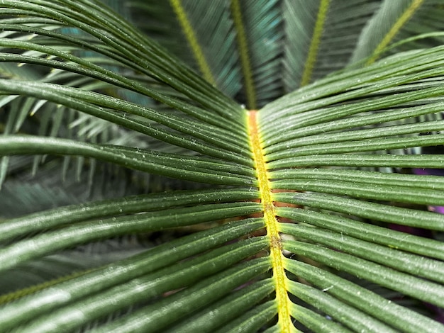 Fondo de macro de vegetación tropical verde