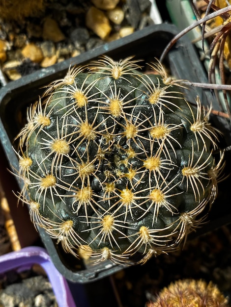 Fondo de macro de vista superior de cactus