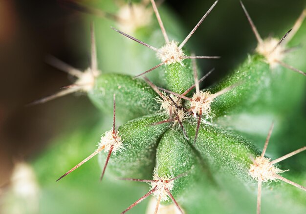 Fondo macro de vista superior de espinas de cactus