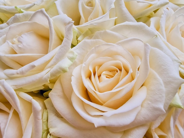 Fondo macrofestivo de rosa aireado enorme blanco para invitación de boda para diseño Fondo floral blanco