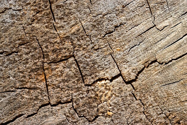 Fondo de madera de colores Grietas en el corte del árbol