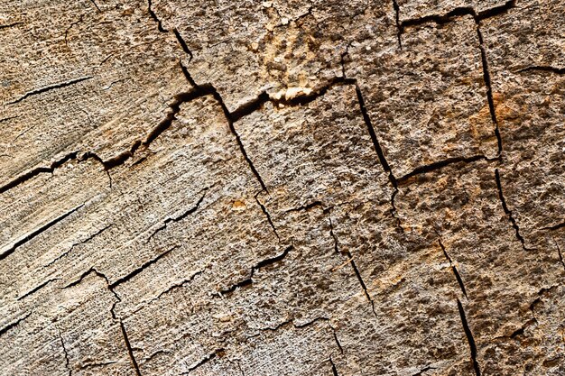 Fondo de madera de colores Grietas en el corte del árbol