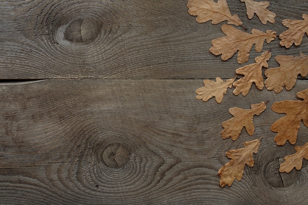 Fondo de madera, hojas de roble, textura de madera