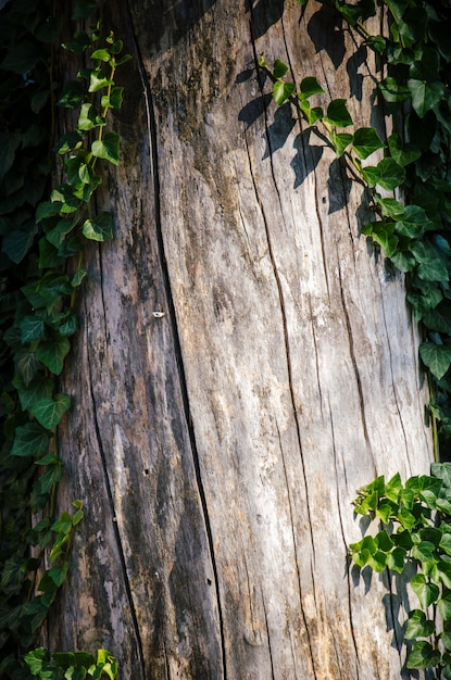 Foto fondo de madera con hojas verdes