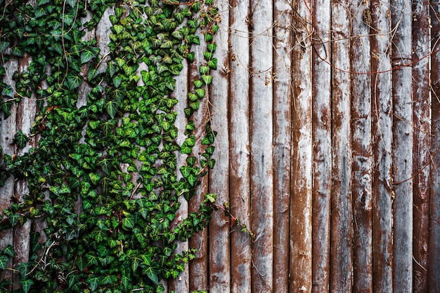 Fondo de madera marrón con hiedra verde