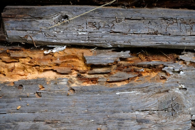 Fondo de madera rústica